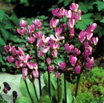 Dodecatheon - meadia Lilac